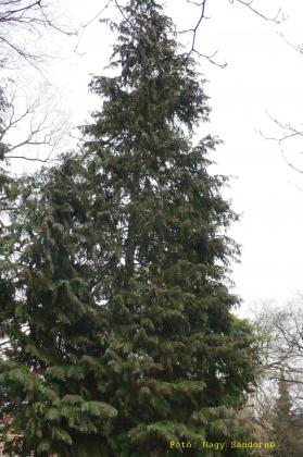 Chamaecyparis lawsoniana